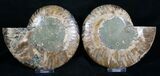 Polished Ammonite Pair - Agatized Chambers #8419-1